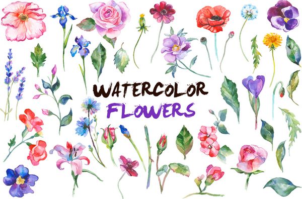 آبرنگ مجموعه گلهای رنگی را نقاشی کرد عناصر طراحی گل مجموعه ای جدا شده بر روی زمینه سفید