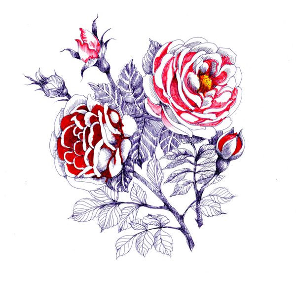 آبرنگ باغ گل گل قرمز تصویر جدا شده بر روی زمینه سفید