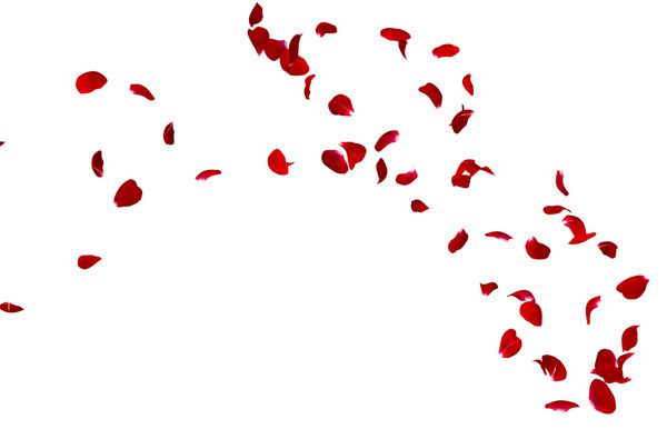 گلبرگ گل رز قرمز در یک دایره پرواز می کند فضای رایگان مرکز برای عکس ها یا متن های شما پس زمینه سفید جدا شده