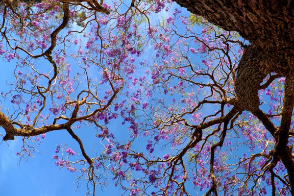 چشم انداز و شکل عجیب شاخه ای از درخت درخت طلایی از زیر درخت گل بنفش در شکوفه های آبی در بهار طبیعت فوق العاده