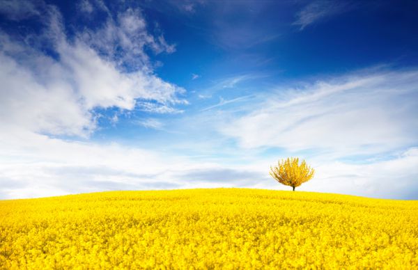 چشم انداز رنگارنگ روشن خیره کننده برای تصویر زمینه زمینه زرد گل رز تجاوز و درخت در برابر یک آسمان آبی با ابرها پس زمینه طبیعی چشم انداز با فضای کپی
