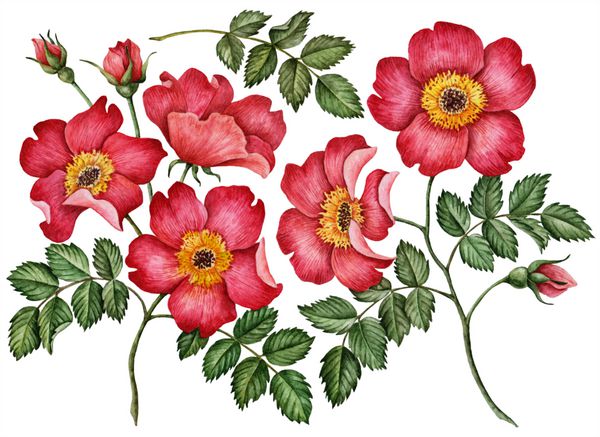 مجموعه آبرنگ گل گل رز برگ و برگ تصویر گل دست نقاشی شده جدا شده بر روی زمینه سفید