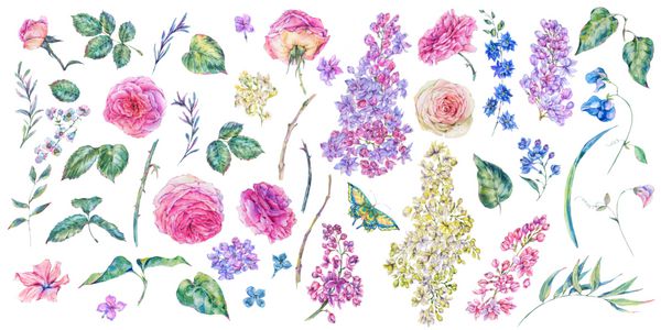مجموعه ای از گل های آبرنگ گل سدر گل های گیاهی برگ شاخه های جوانه گل ها تصویر آبرنگ جدا شده بر روی زمینه سفید عناصر طراحی طبیعی