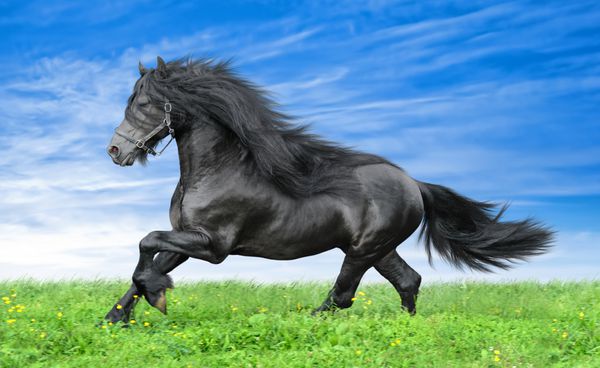 اسب Friesian در زمینه پس زمینه آبی