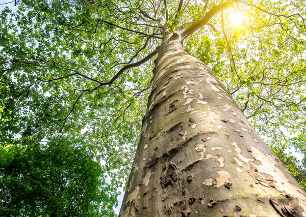 نمایش پایین به بالای درخت یک درخت هواپیما بزرگ و یا Platanus در جنگل جنگل تابش خورشید در تاج درخت پس زمینه طبیعت