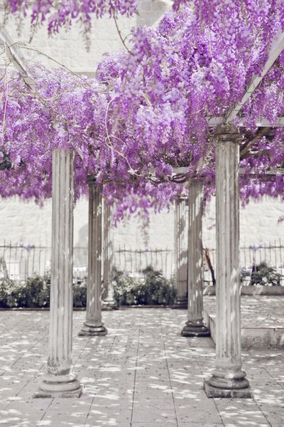 قوس گل ویستریا با ستون سفید پارک بنفش بهار پس زمینه طبیعی سانیا