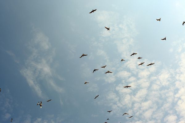 عکاسی پهنای باریک از آسمان آبی با ابرهای سفید با تعداد زیادی از ستاره های پرنده ای که در هوا پرواز می کنند در یک روز آفتابی