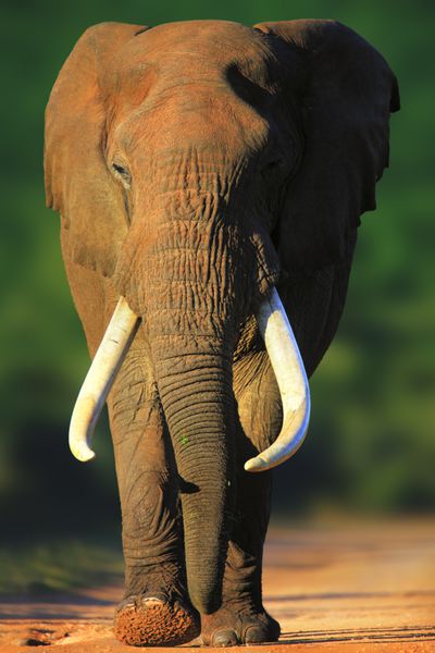 فیل با نزدیک شدن دندان های بسیار بزرگ پارک ملی Addo