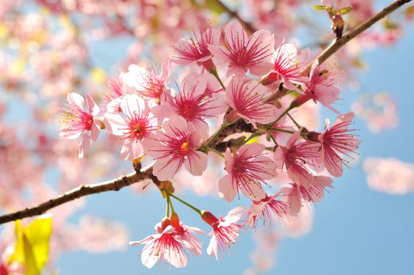 شکور گل شکوفه شکوفه در چیانگ مای تایلند
