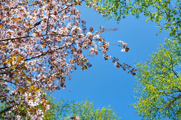 بهار درختان سیب شکوفه در پس زمینه آبی رنگ