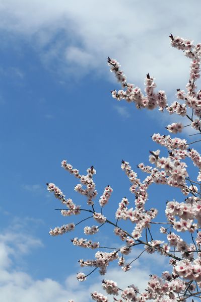 نزدیک شاخه شکوفه گیلاس در برابر آسمان آبی؛ بهار زمان