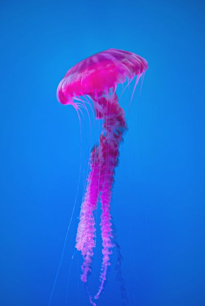 مدوزا چتر دریایی زیبا در نور نئون آبی