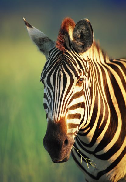پرتره گورخر پارک ملی Kruger آفریقای جنوبی