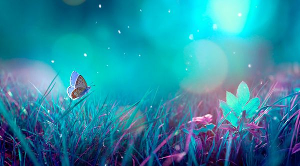 پروانه در چمن در یک چمنزار در شب در مهتاب درخشان در طبیعت در تن آبی و بنفش ماکرو تصویر هنری جادویی شگفت انگیز از رویای فضای کپی