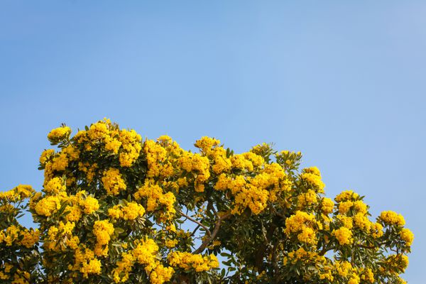 درخت گلدار گرمسیری با گل های زرد در آسمان آبی روشن دید پایین