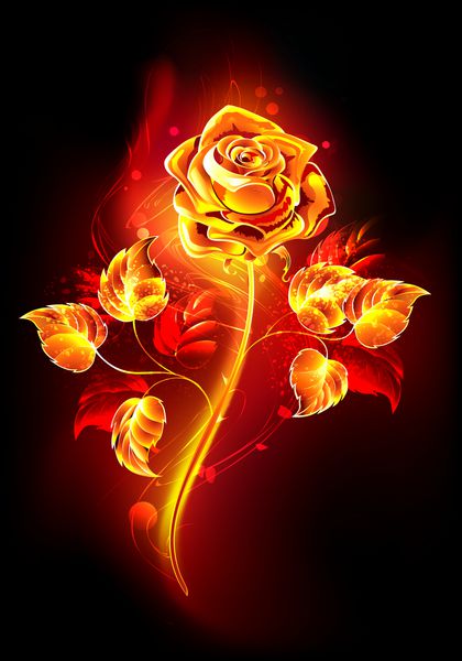 گل رز با ساقه بلند و برگ از شعله داغ روی پس زمینه سیاه