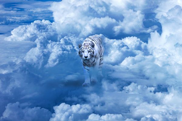 دستکاری عکس با یک ببر سفید به دوربین نگاه کنید در حال حرکت در ابرها در آسمان دراماتیک