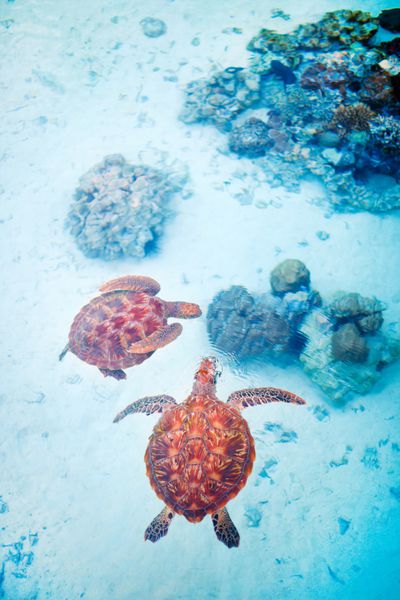 دیدگاه فوق از دو لاکپشت دریایی در اقیانوس در نزدیکی مرجان های مرجانی شنا می کند