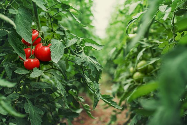 گوجه فرنگی در یک گلخانه باغبانی سبزیجات کشاورزی