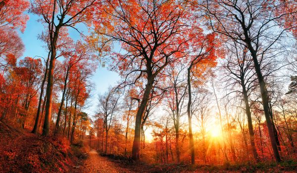 مناظر جنگل پاییز با شاخ و برگ های قرمز و آسمان آبی خورشید دراز و درختان بلند