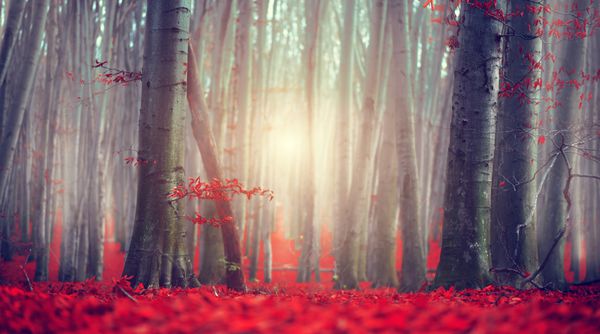 منظره پاییز صحنه پاییز پارک پارک زیبا با برگ های رنگارنگ قرمز و درختان قدیمی تیره صحنه طبیعت زیبایی درختان و برگ ها جنگل های مبهم چشم انداز فانتزی