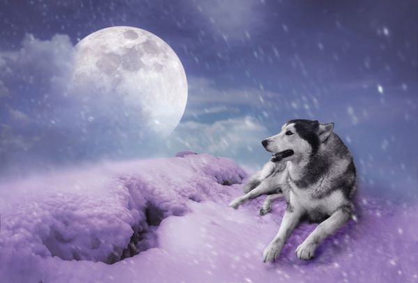 دستکاری عکس چشم انداز در بارش برف با ابر ماه شب عجیب و غریب با ماه کامل در آسمان در زمستان سیبری نشسته در برف پس زمینه طبیعت صلح آمیز ماه با دوربین من گرفته شد