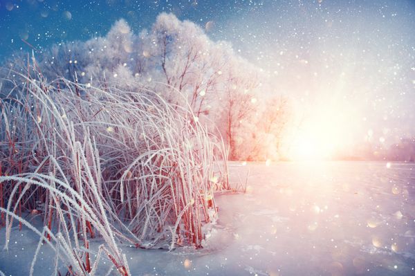پس زمینه منظره چشم انداز زمستانی با برف پوشیده شده درختان و رودخانه یخ زیبایی زمستان زمستان سرزمین عجایب درختان نازک و نی جنگل های برفی طبیعت زمستانی در نور خورشید کریسمس