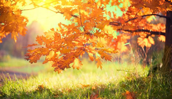 چشم انداز پاییز برگ در یک درخت در پارک پاییزی نوسان می کند سقوط پارک رنگارنگ پاییز