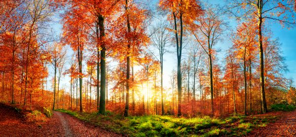 منظره پاییزی پانورامیک در غروب آفتاب با درختان رنگارنگ آسمان آبی مسیر جنگل چمن سبز و خورشید