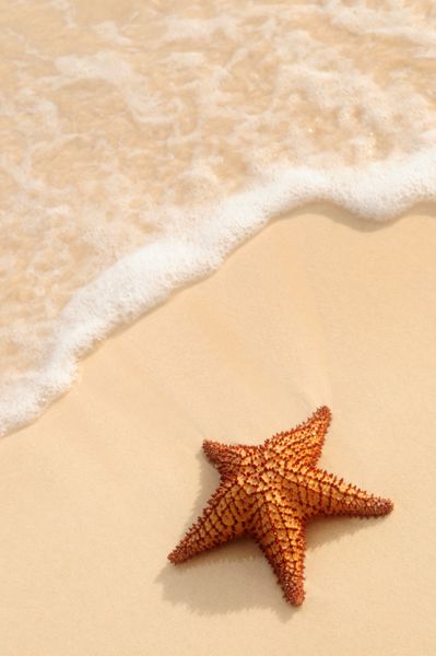 ستاره دریایی و موج اقیانوس در ساحل گرمسیری شنی