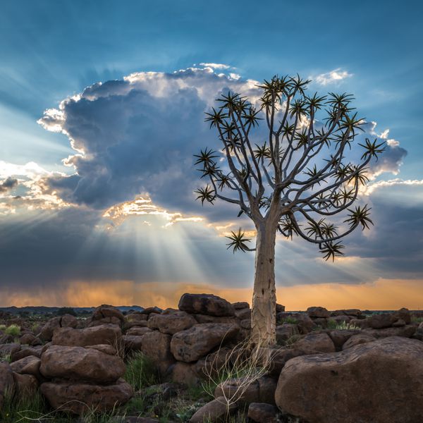 درخت دایره ای یا دیو توته آلوئه Keetmanshoop Namibia