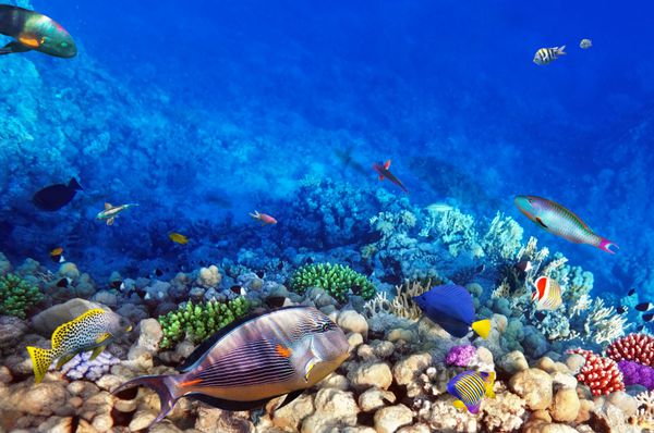مرجان و ماهی در دریای سرخ مصر