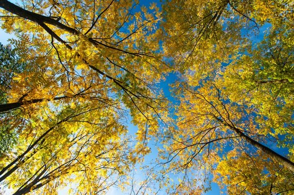 شاخک های پاییزی زرد درختان نابالغ و آسمان آبی در یک روز آفتابی روشن