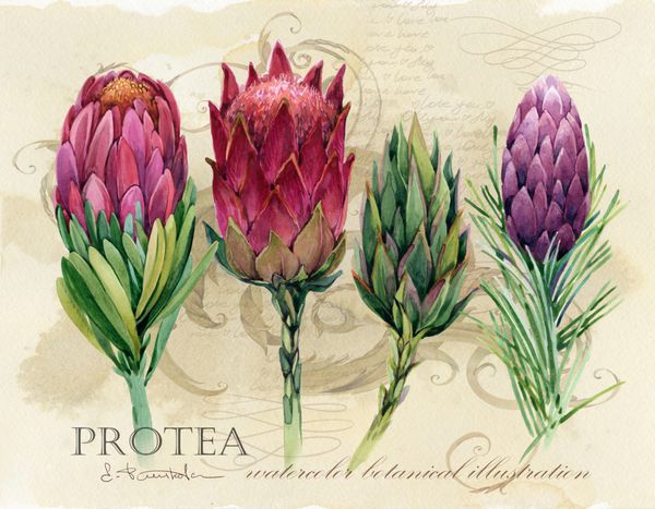 پوستر گیاهی شناخته شده آبرنگ دست چاپ آرم گل و پروانه گل تصویر طبیعت گرمسیری
