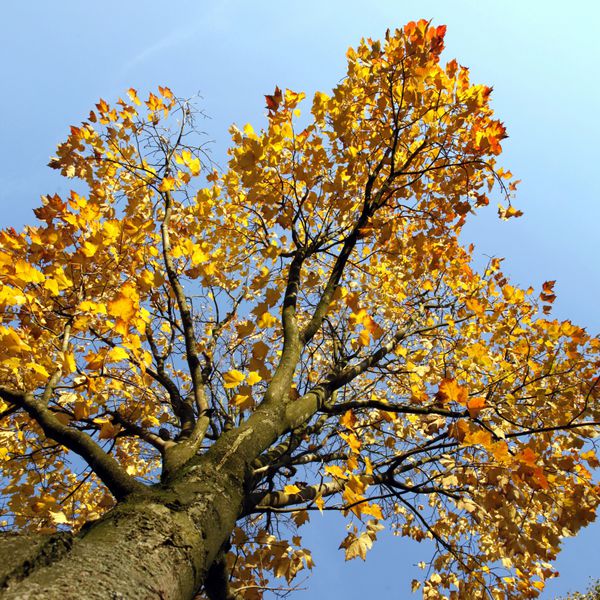 درخت افل با برگ های زرد و نارنجی و آسمان آبی