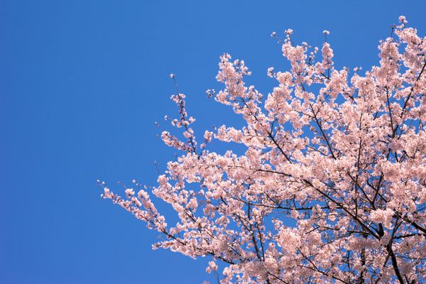 شکوفه گیلاس SAKURA