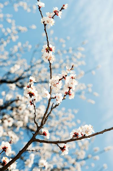 شاخه های شکوفا یک درخت گل های سفید در پس زمینه آسمان آبی