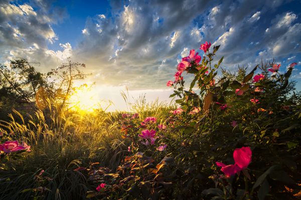 چشم انداز حومه روستایی شامل گل رز صورتی که نور خورشید صبحگاهی است