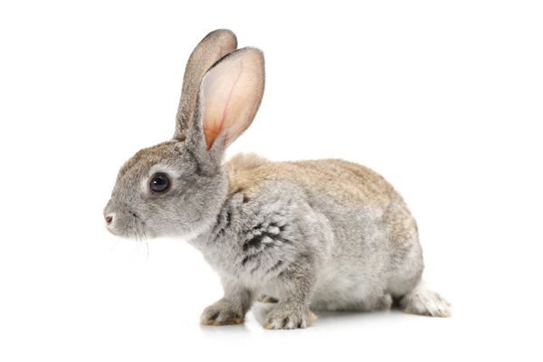 خرگوش خاکستری بر روی زمینه سفید