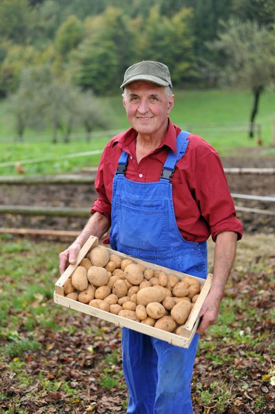 کشاورز شاد سیب زمینی ارگانیک خود را نشان می دهد