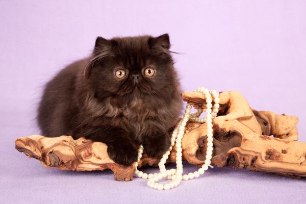 بچه گربه سیاه فارسی با شاخه چوب و مروارید در پس زمینه بنفش بنفش