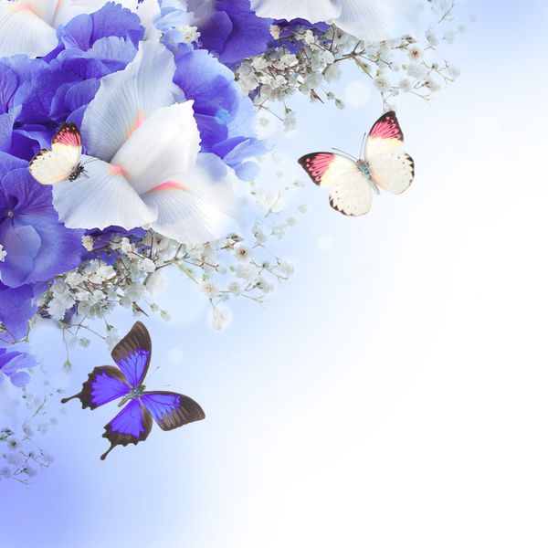 گل ها و پروانه ها هیدرنژا آبی و آبنبات سفید