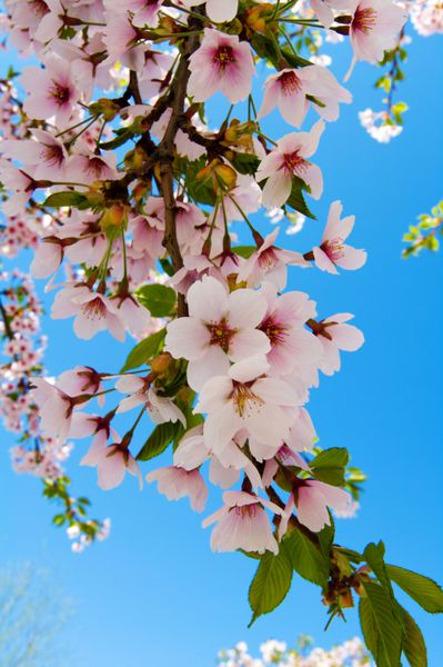 شکوفه های شکوفه های گیلاس صورتی در برابر آسمان آبی