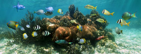 منظره دریایی صخره ای در زیر آب با مدرسه ای از ماهی های گرمسیری رنگارنگ