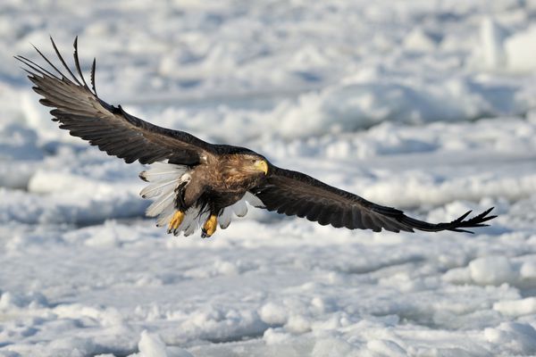 عقاب دریای سفید با پرواز بالای یخ بسته