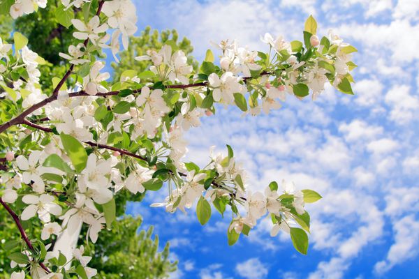 شکوفه بهار سفید برابر آسمان آبی