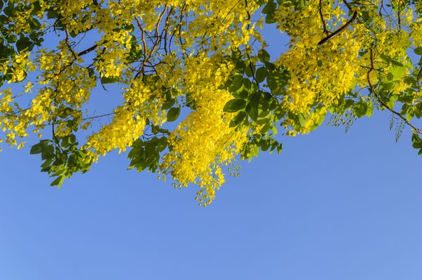 گل های زرد طلایی درخت تابستانی در تابستان