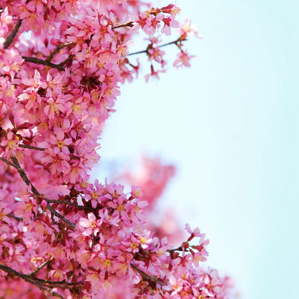 ساکورا شکوفه های گیلاس در بهار گل های صورتی زیبا