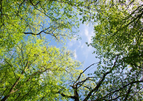 چشم انداز بهار درختان در برابر آسمان
