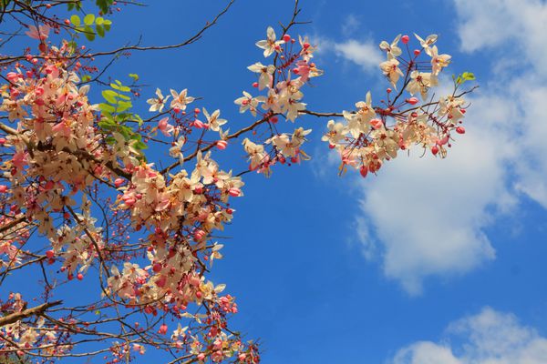 سنا Grandis گل در آسمان آبی